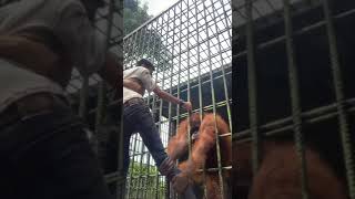 Download lagu Di tarik monyet saat memberi makan || status wa lucu || story wa lucu || mp3 Download lagu Di tarik monyet saat memberi makan || status wa lucu || story wa lucu || mp3