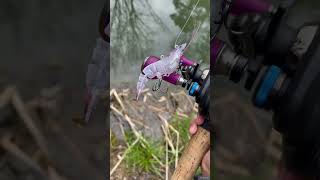 Download lagu Umpan udang yang luar biasa #memancing #air asin #udang mp3