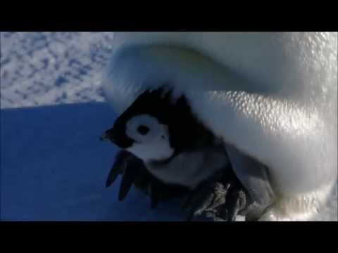 Emperor Penguin chick - Auster Rookery