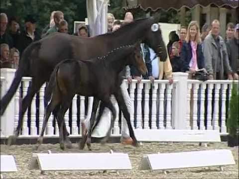 Hengstfohlen von Fürstenball x Donnerschwee       Hengst / Colt by Fürstenball  (sold to France)