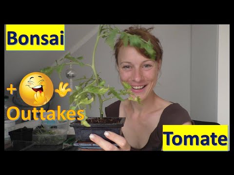 Bonsai Ananastomate + 🤣 Outtakes 🤣