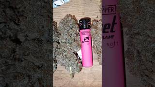 Royal Queen Seeds - OG Kush #diy #cannabisheals #cannabisdaily #cannabiseducation #cannabiscommunity