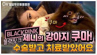 블랙핑크 제니님의 강아지 포메라니안 쿠마! 수술받고 물리치료 재활치료 받았어요 :)