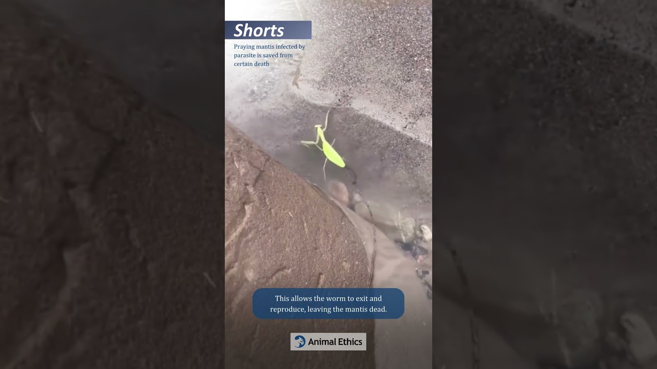 Helping praying mantis