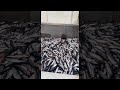 Eagles Enjoy All You Can Eat Feast || ViralHog