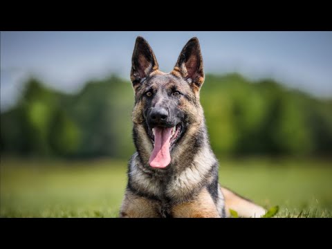 Lex von Riccar - 7 months tracking