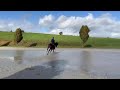 Castrone KWPN Cavallo da Sport Neerlandese In vendita 2019 Baio scuro