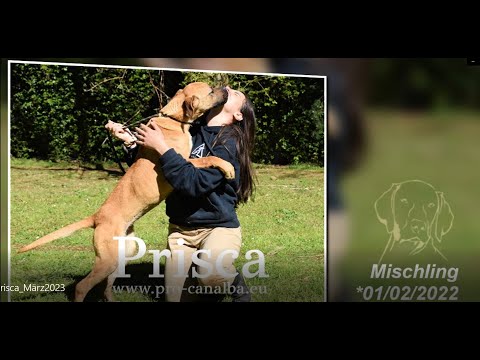 Prisca - Powergirl sucht ihre Menschen_April2023