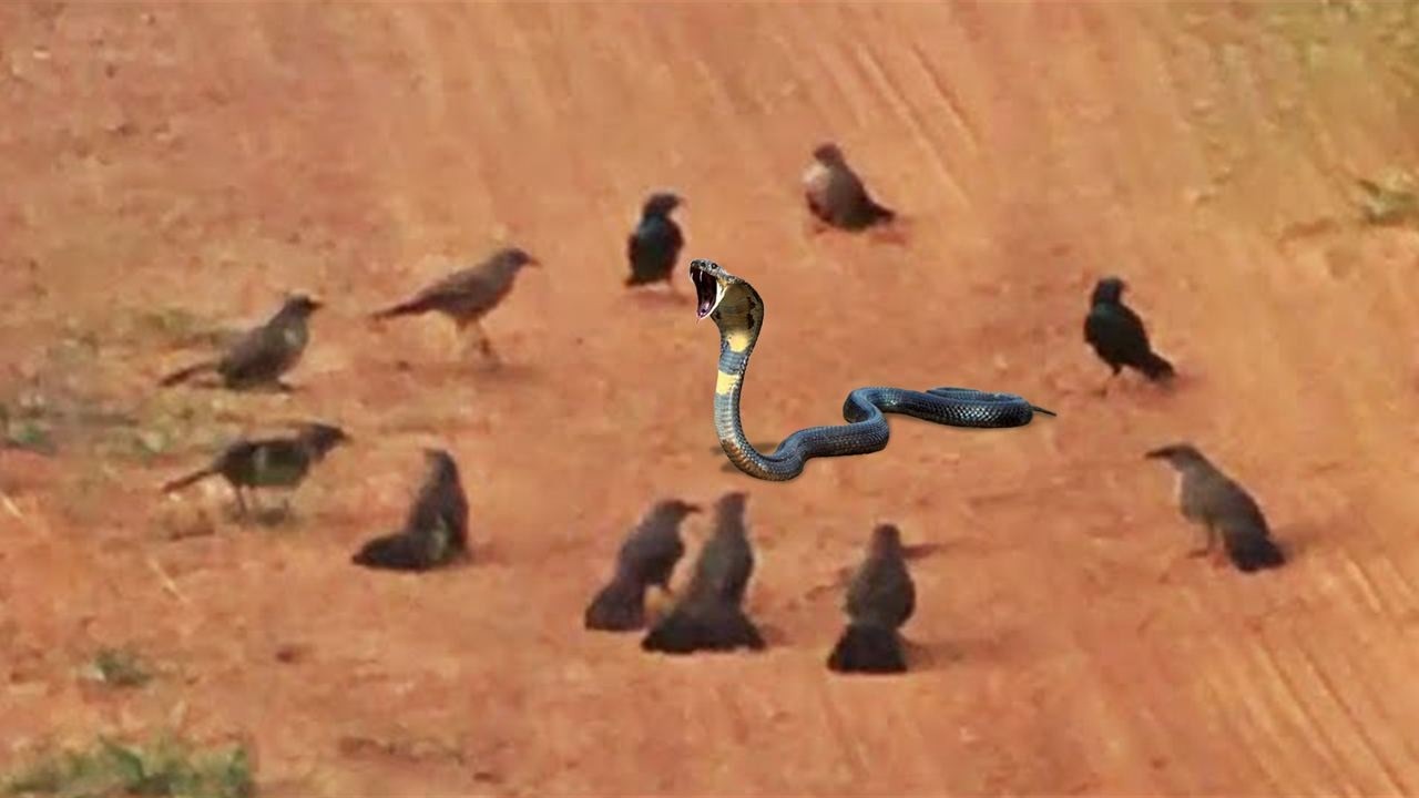 У Этой Змеи Не Было Шансов....