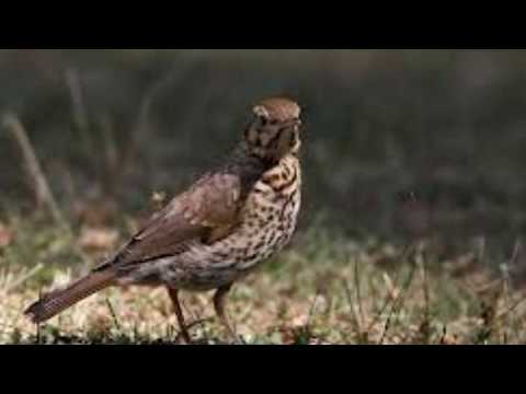SCARICA RICHIAMO DEL TORDO DA