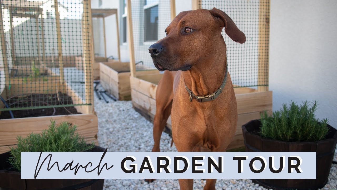 MARCH Garden Tour | Spring Garden 2021