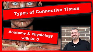 Types of Connective Tissue:  Anatomy and Physiology