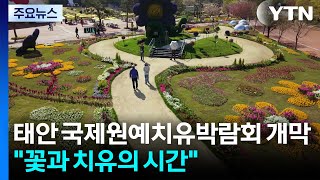 태안 국제원예치유박람회 개막...꽃과 치유의 시간 / YTN