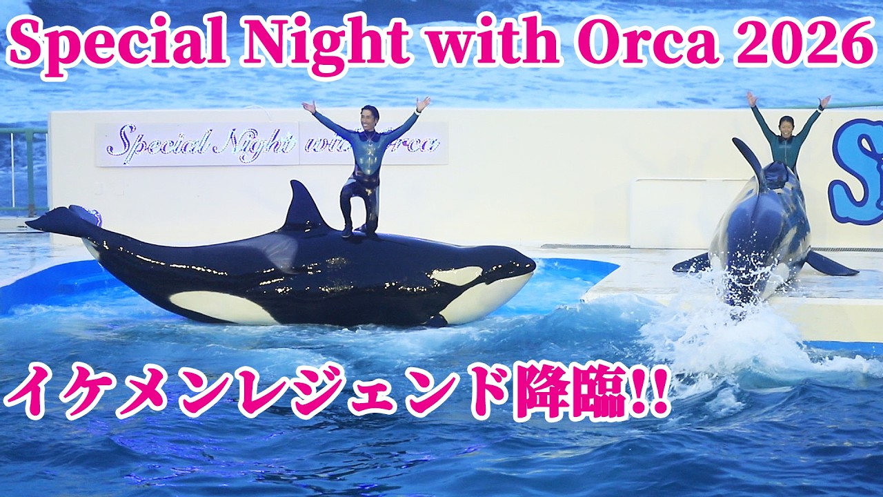 「Special Night with Orca2026」 鴨川シーワールド シャチショー KamogawaSeaWorld  orca killerwhale