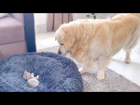 Golden Retriever Shocked by a Kitten occupying his bed!