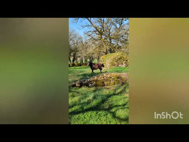 Filly New Forest For sale 2024 Dark Bay