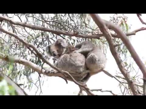 Baby koala joey tries to suckle from mum