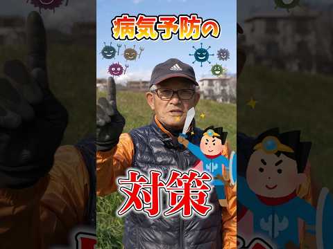 タマネギのウジ虫を取り除く方法は？ヒント、症状、治療法  庭園