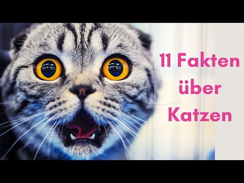 Katzen | 11 Fakten, die du noch nicht wusstest