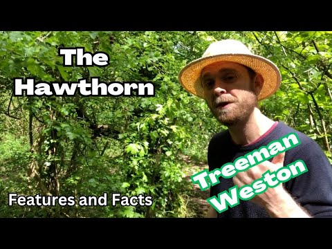 Hawthorn Tree Identification (Crataegus monogyna) Features and Facts