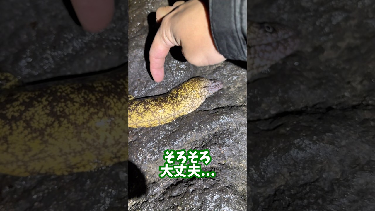 ウツボの天ぷらってどうなん？#shorts #釣り