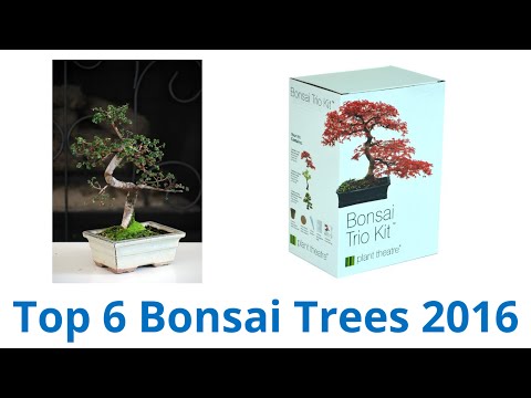 , title : '6 Best Bonsai Trees 2016'