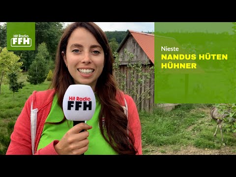 Nandus hüten Hühner