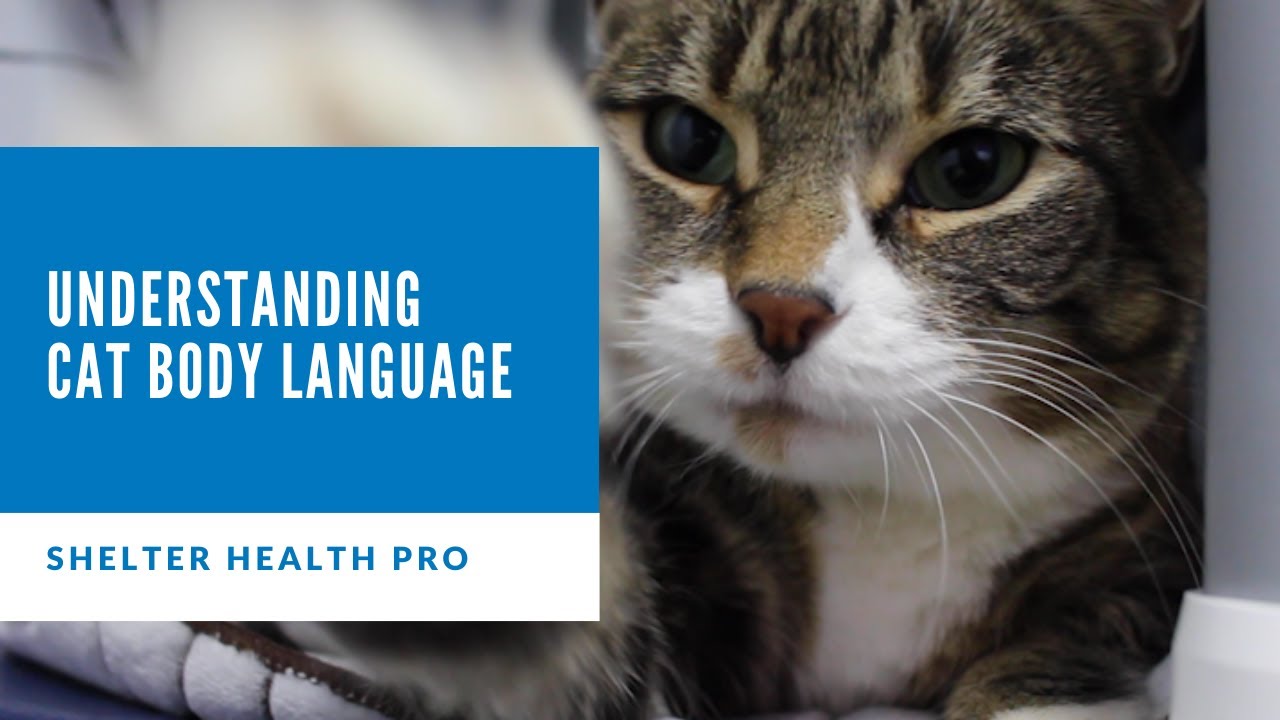 Cat body language explained: Understand what your cat is saying to you
