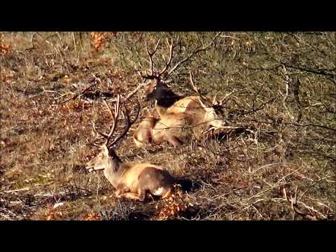 Gímszarvas bikák/Resting red deer males