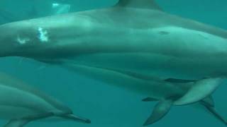 preview picture of video 'Spinner dolphins at Honolua Bay and Snorkeling at Ahihi'