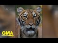 Tiger At Bronx Zoo Tests Positive For Coronavirus L GMA