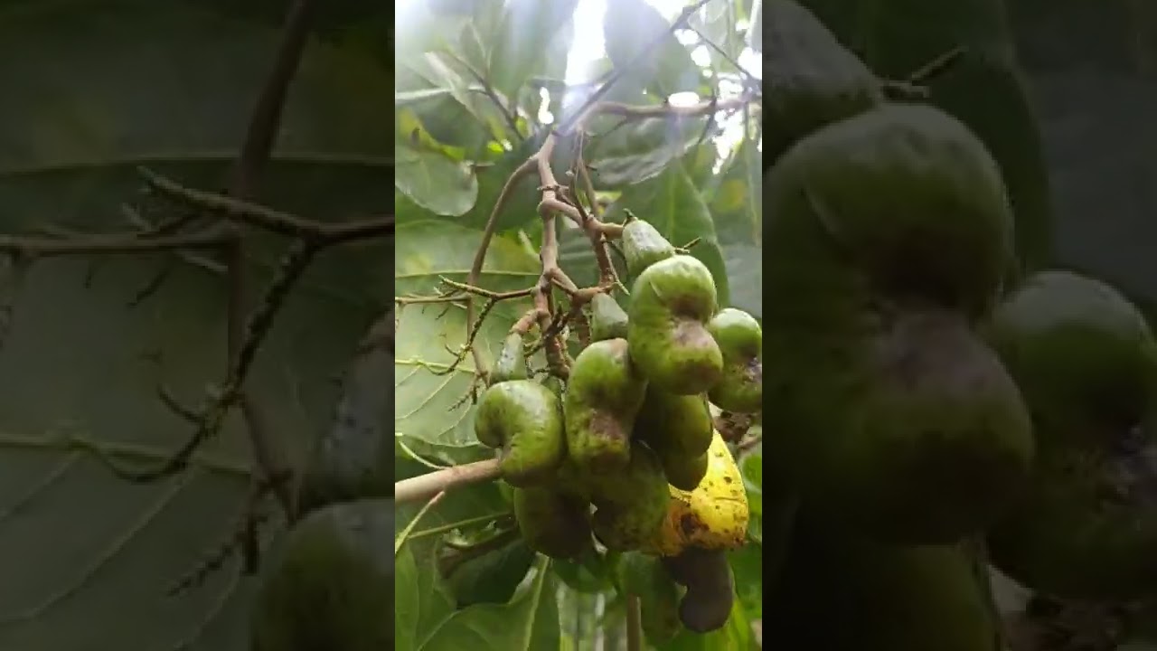 Can you identify what kind of fruit is this???