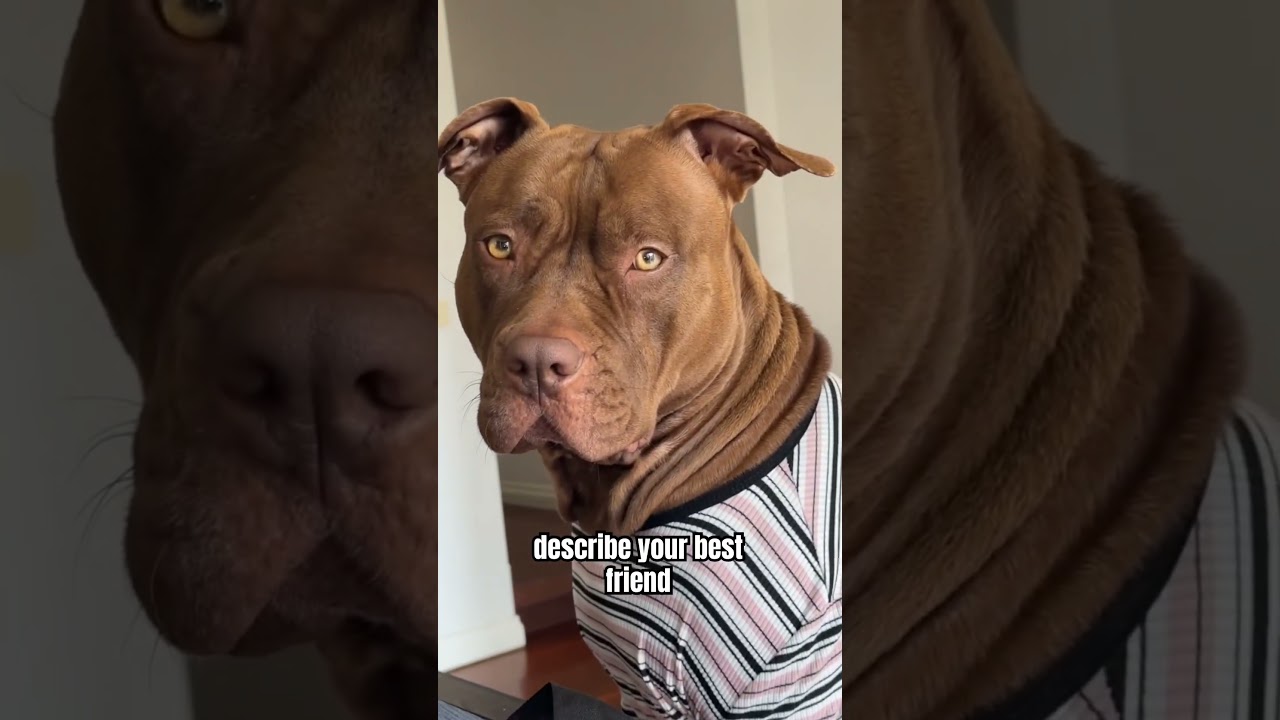 #explore #foryou #fyp #explorepage #trending #love #ytshorts #shorts #shortsfeed #funny #cute #dog