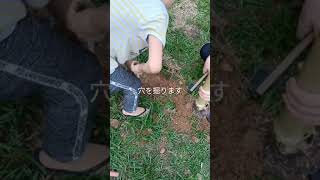 【Transplant Baby Banana Tree】バナナの苗木を植えました。 Tanam Anak Pokok Pisang Rastali