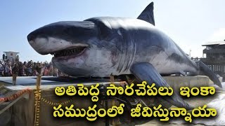 BIGGEST SHARKS IN THE WORLD || T Talks video