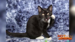 ND Today: Adopt A Pet - Trimbleto
