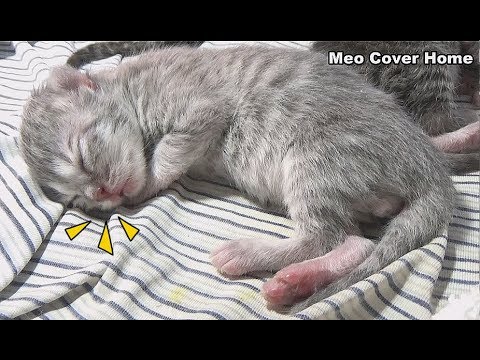 Four New Kittens, One Day Old - Born 03.10.2018 | Meo Cover Home
