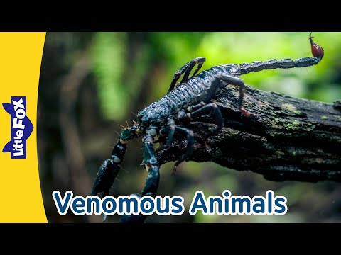 Cool Venomous Animals: King Cobra, Scorpion, Black Widow & Jellyfish! | Little Fox