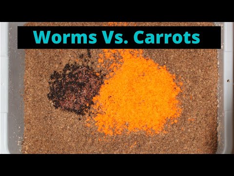 Worms Eat Blended Carrot Time lapse