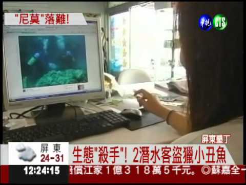 "生態"劊子手! 潛水客盜獵小丑魚