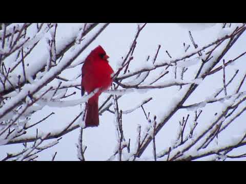 Fresh Snow in Toronto Today 31 March 2019