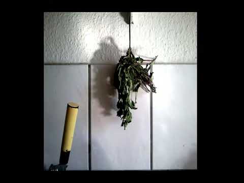 SCHWEIGEN - iLLFish, simj.on