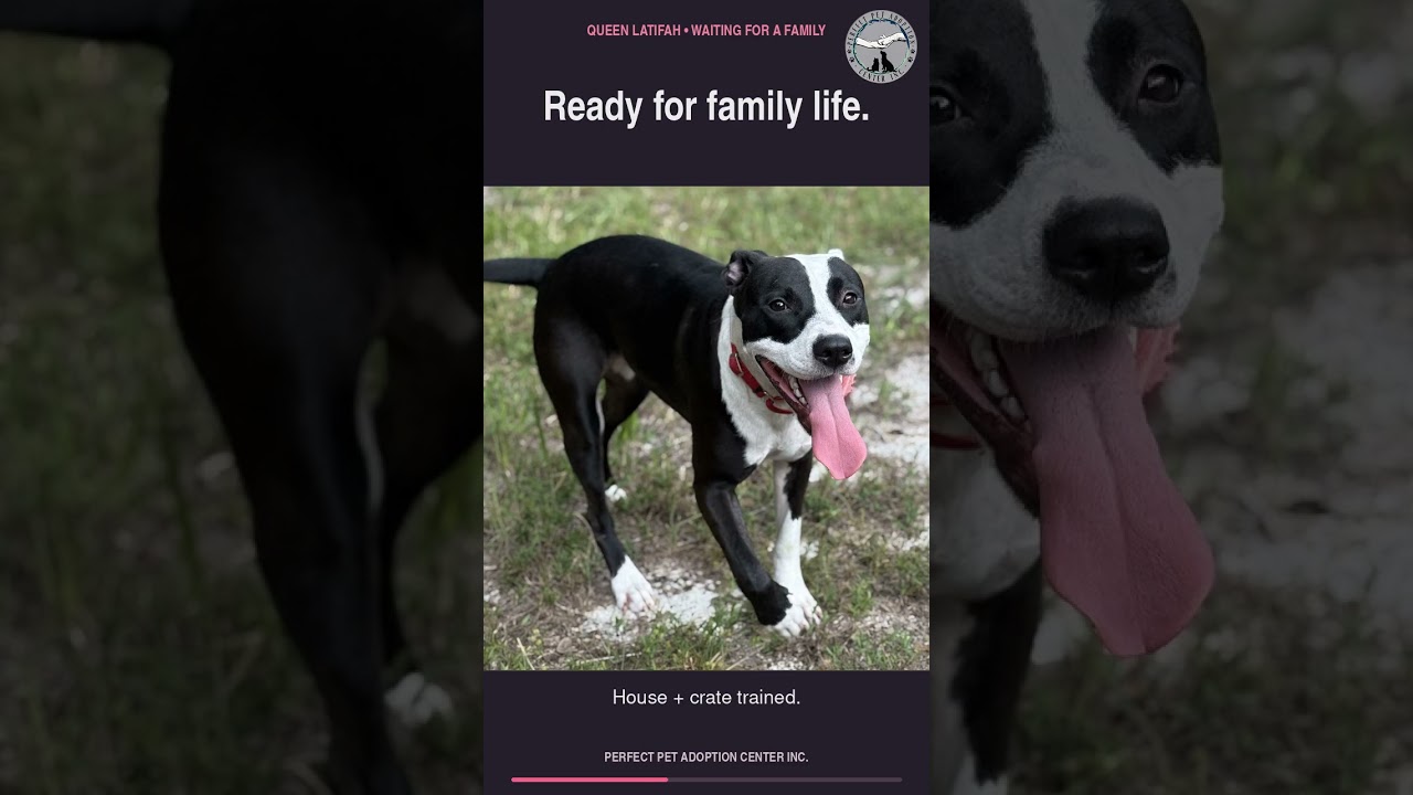 Enlarge Queen Latifah, a Adoptable mixed breed in Deltona, FL video 6/6