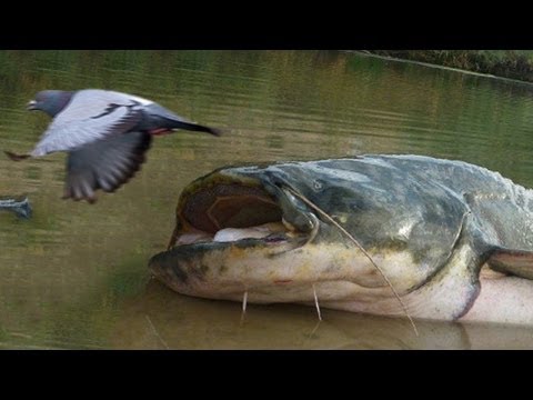 惊人巨大鲶鱼上岸猎鸟(视频)