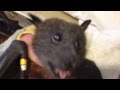 Cute Little Bat Eating Grapes