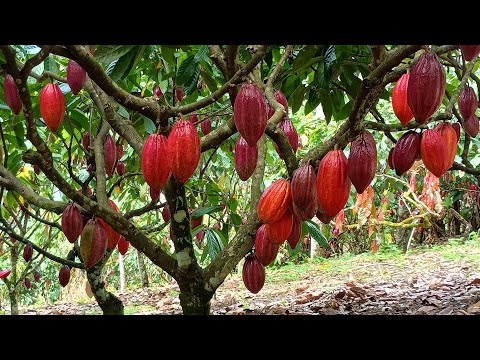 Sitio a venda oportunidade unica no município de presidente Tancredo Neves BA 