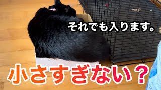 【黒猫】小さなダンボールでも入りたい！へそ天も水飲みも自由すぎる黒猫キキ🐈‍⬛