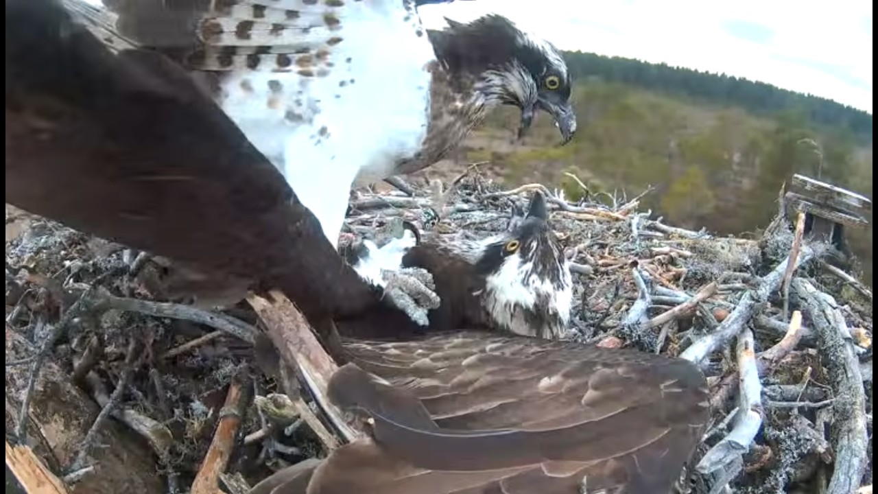 22.4.2026 - #4 - Vaaratilanteita! Tumma renkaaton hyökkää virolaisen naaraan päälle