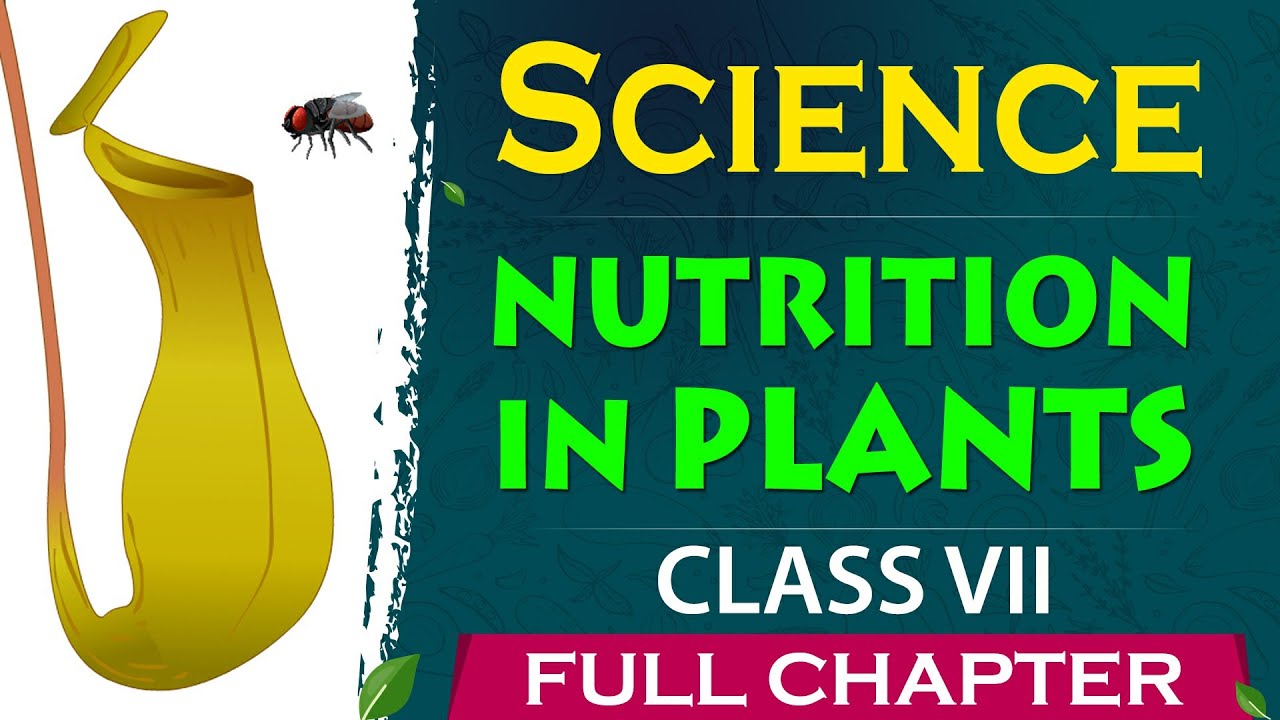 7th Nutrition in plants Full Chapter | class 7 science |CBSE 7th science |NCERT class 7 Gradebooster