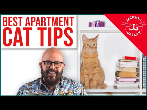 YouTube video about: How to cat proof apartment?